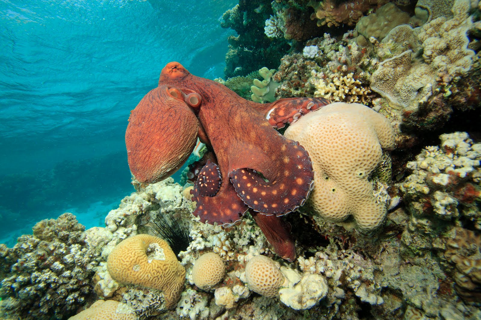 осьминог красное море